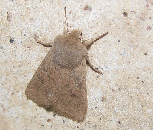 Orthosia cerasi